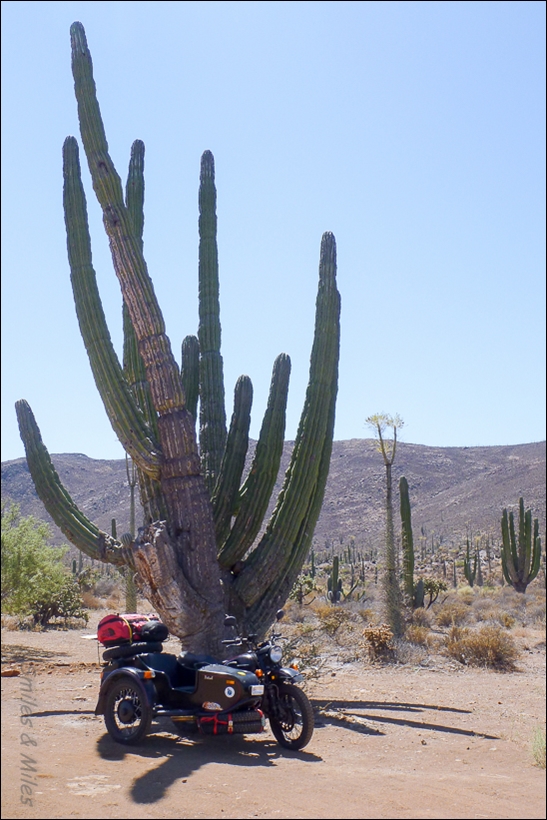The Ural enjoying the shade of a giant cactus.