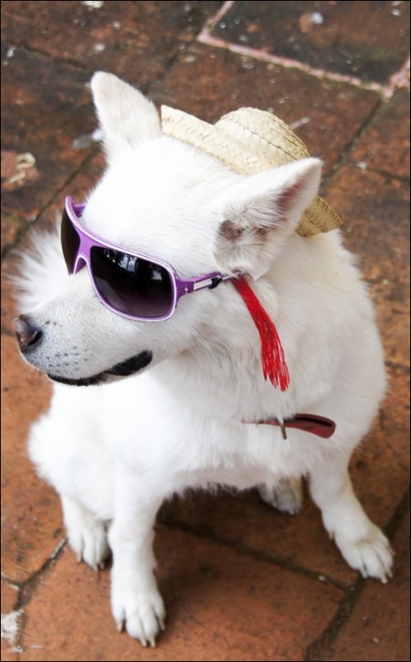 A new friend in Antigua.